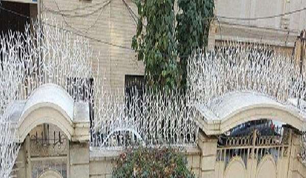 حفاظ شاخ گوزنی