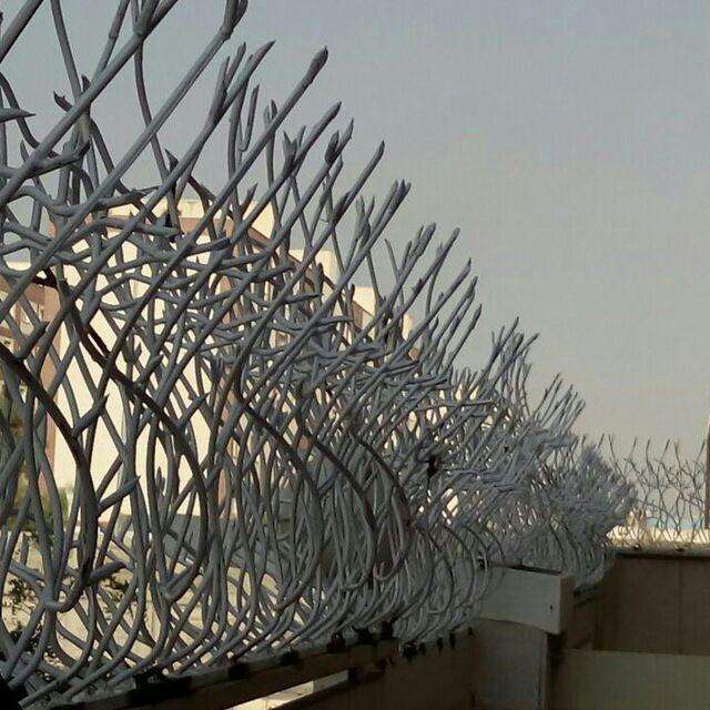حفاظ شاخ گوزنی